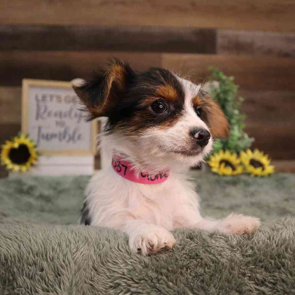 carousel pet images