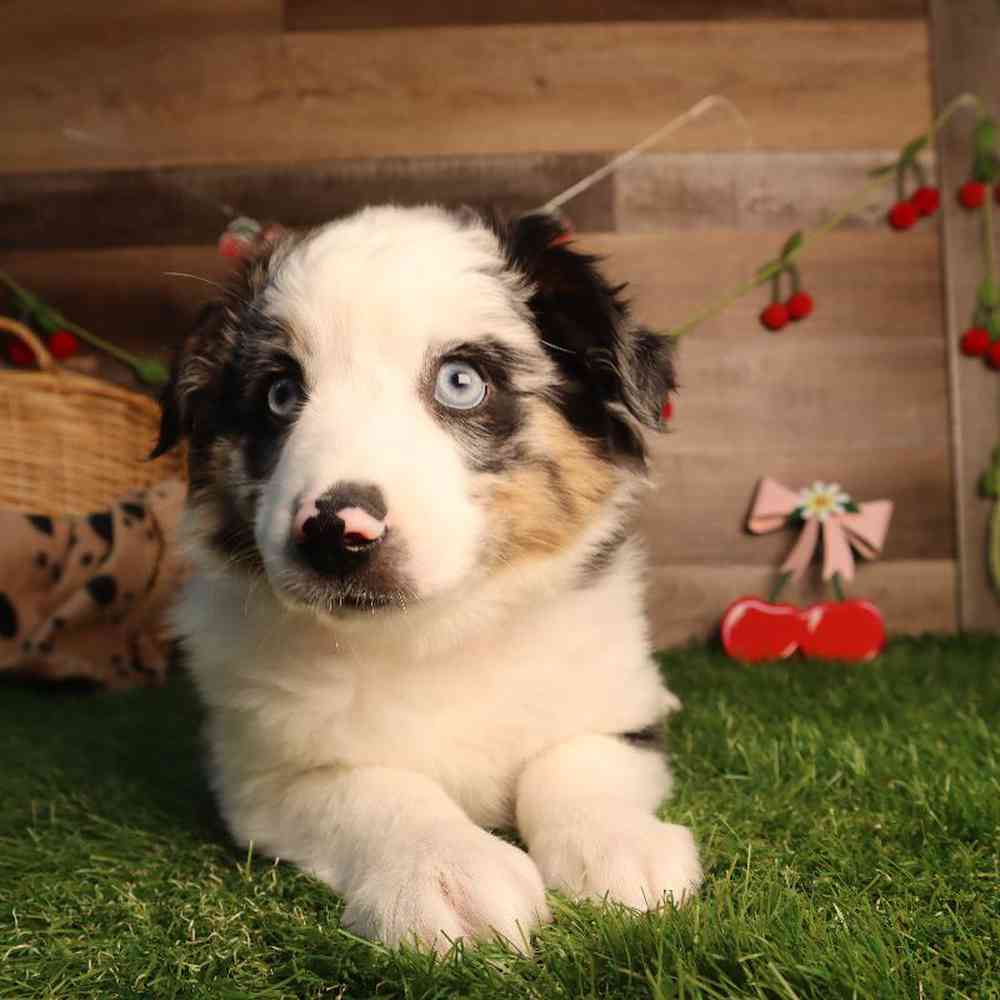 carousel pet images