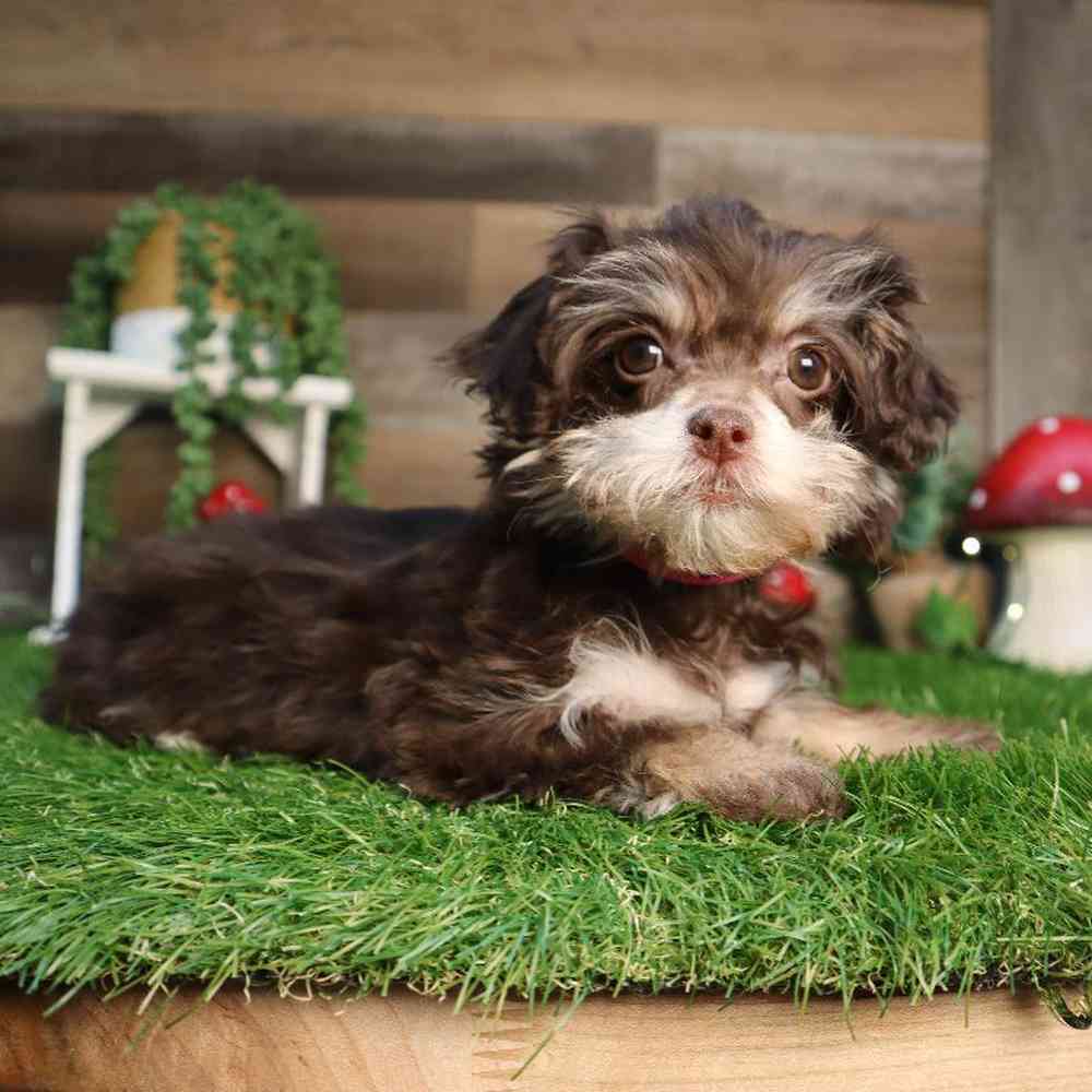 Female Havapoo Puppy for Sale in Blaine, MN