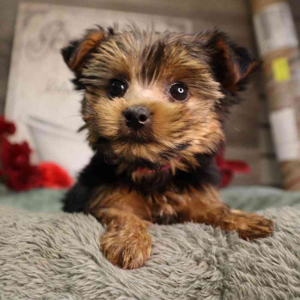 Female Yorkshire Terrier Puppy for Sale in Blaine, MN