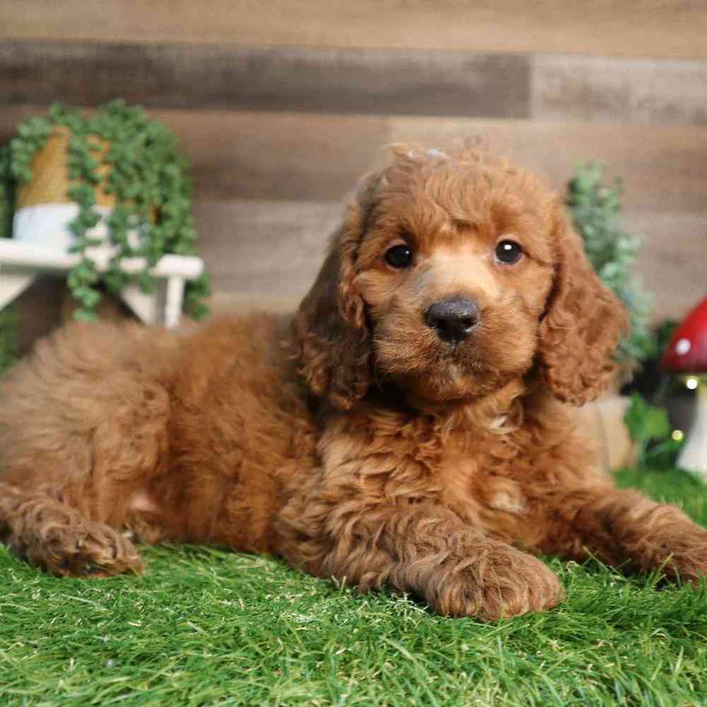 carousel pet images