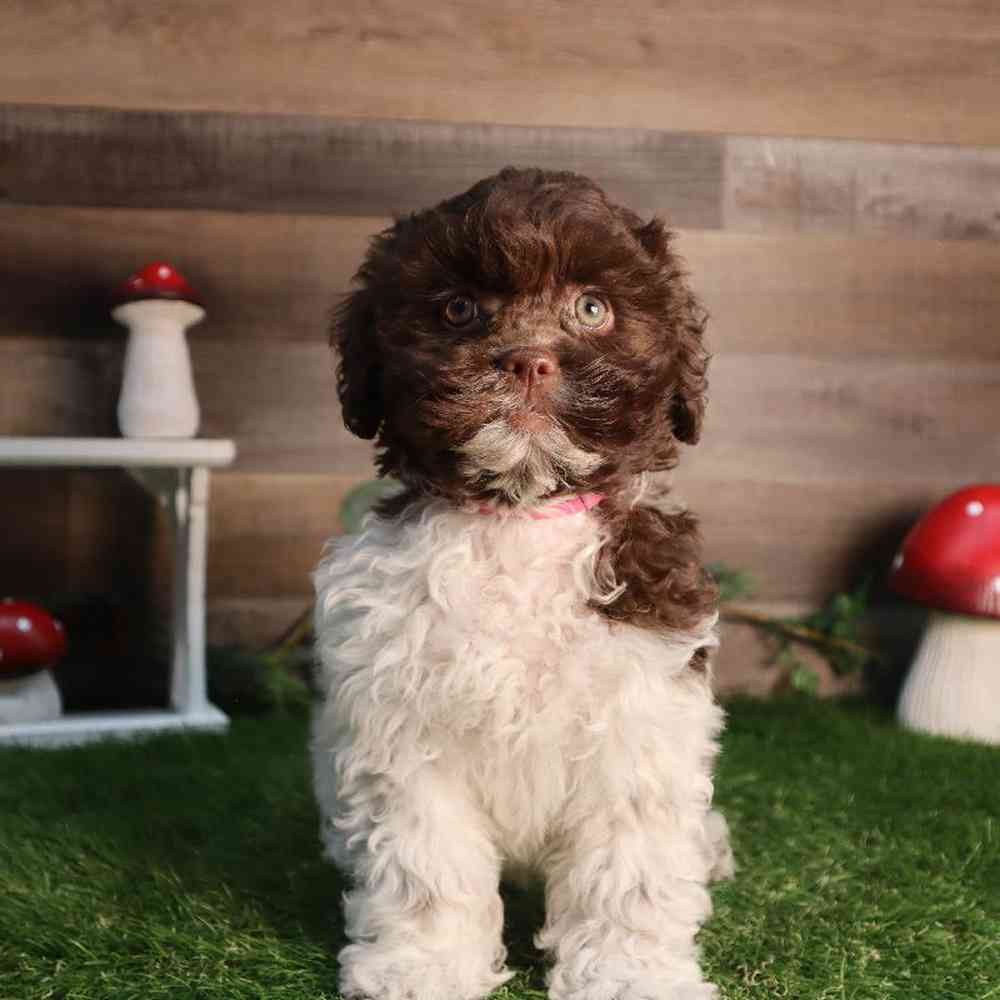 carousel pet images