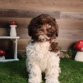 Shipoo