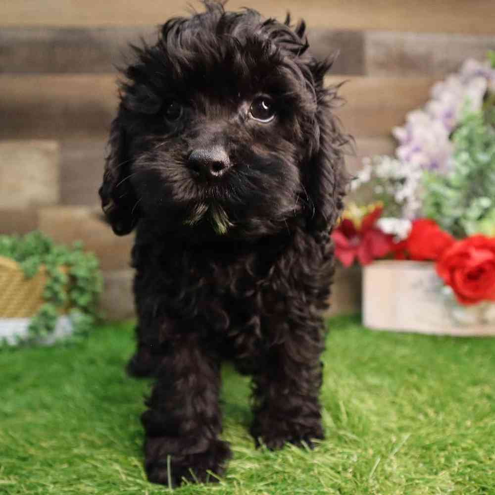 carousel pet images