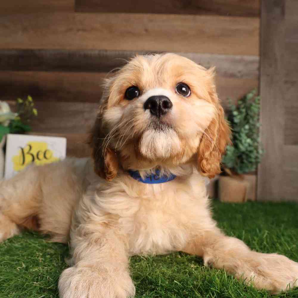 carousel pet images