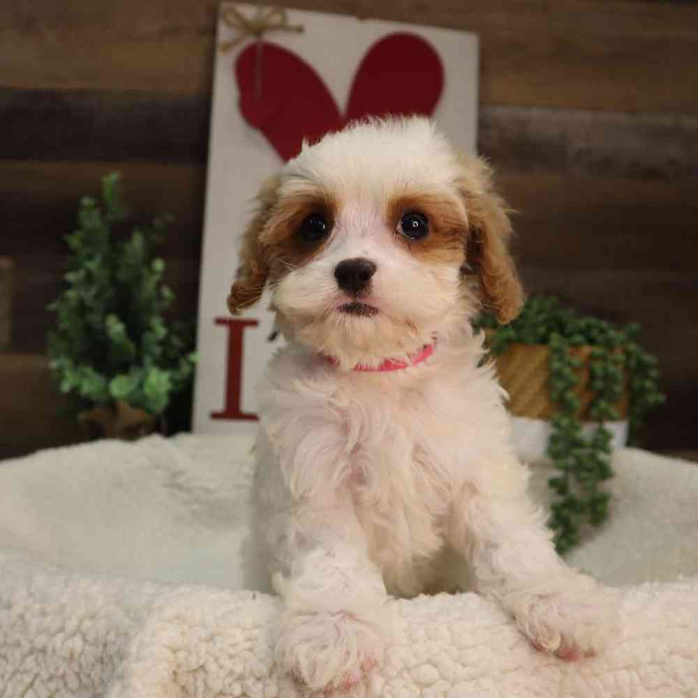 carousel pet images