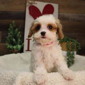 Cavapoo