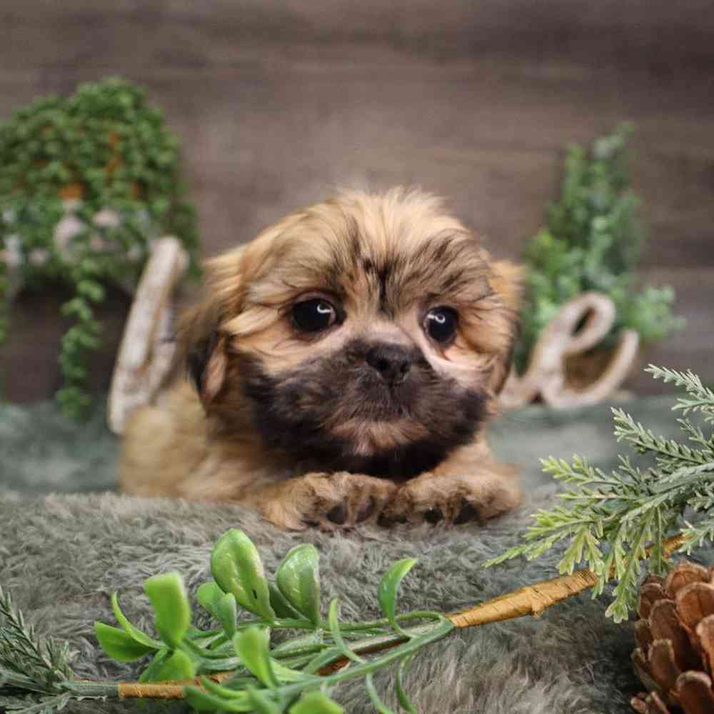 carousel pet images