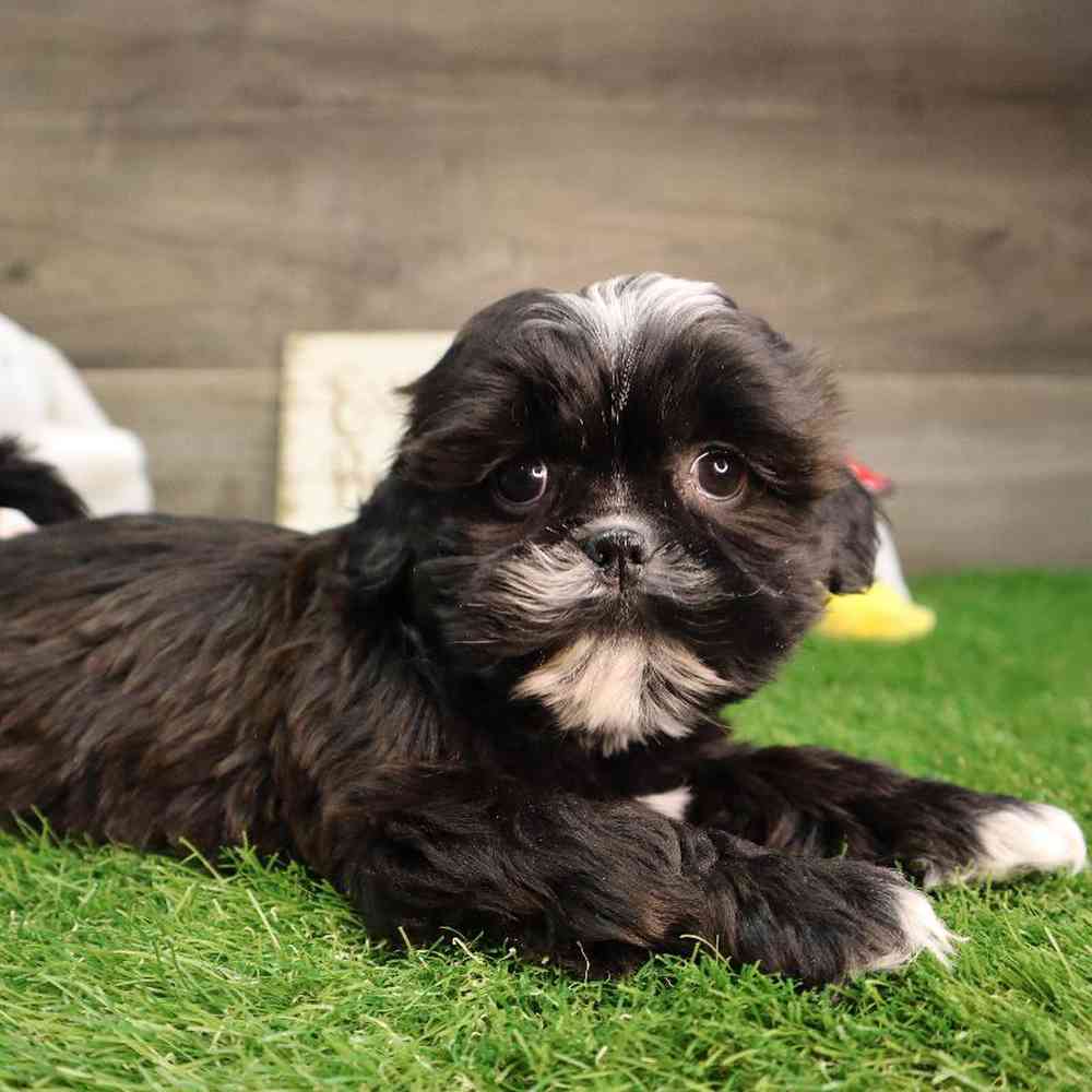 carousel pet images
