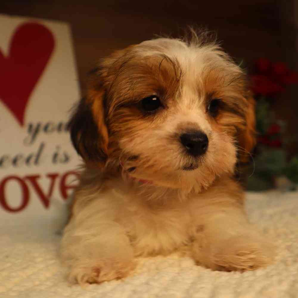 carousel pet images