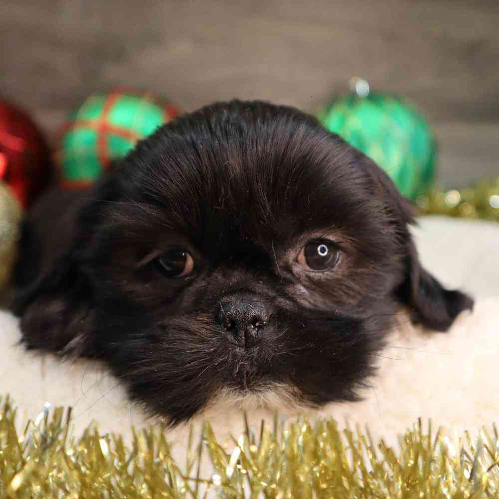 carousel pet images