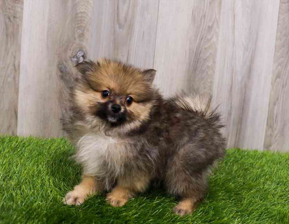 carousel pet images