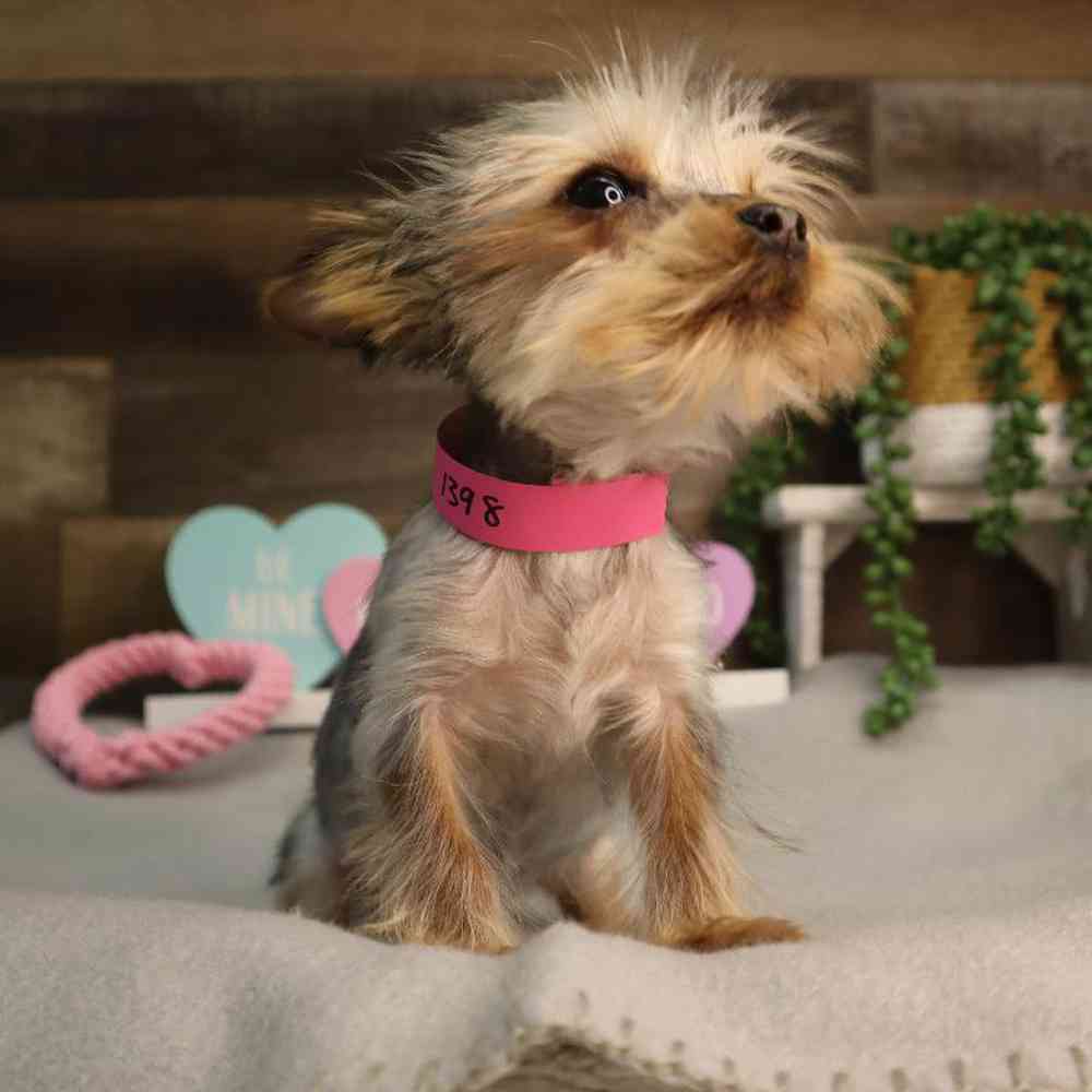 carousel pet images