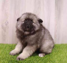 Keeshond