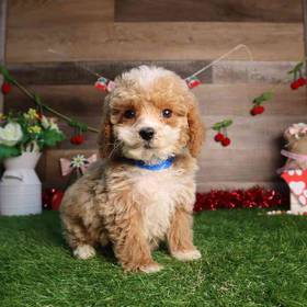 Cockapoo