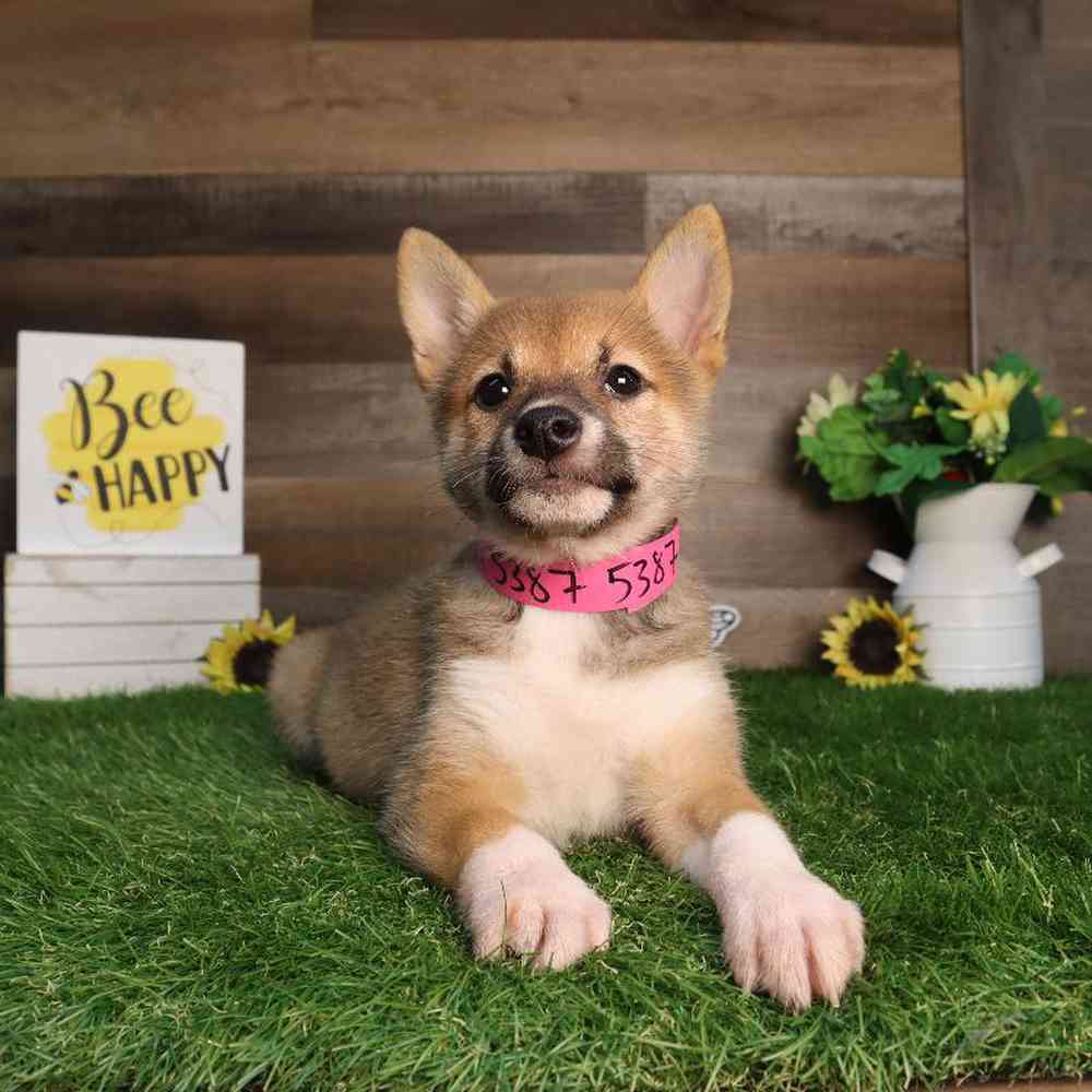 carousel pet images