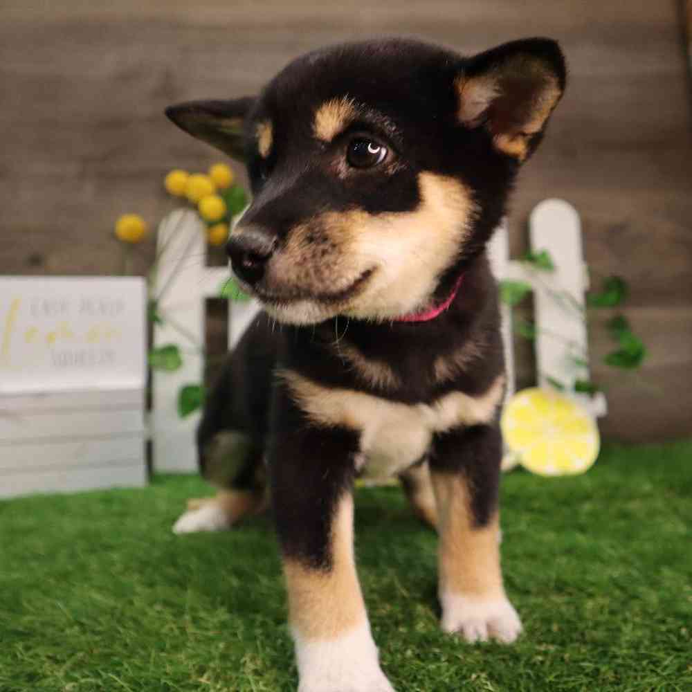 carousel pet images