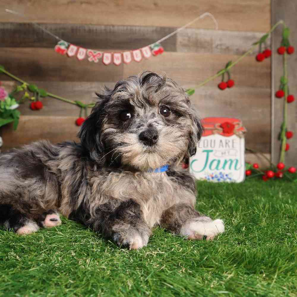 Male Maltipoo Puppy for Sale in Blaine, MN