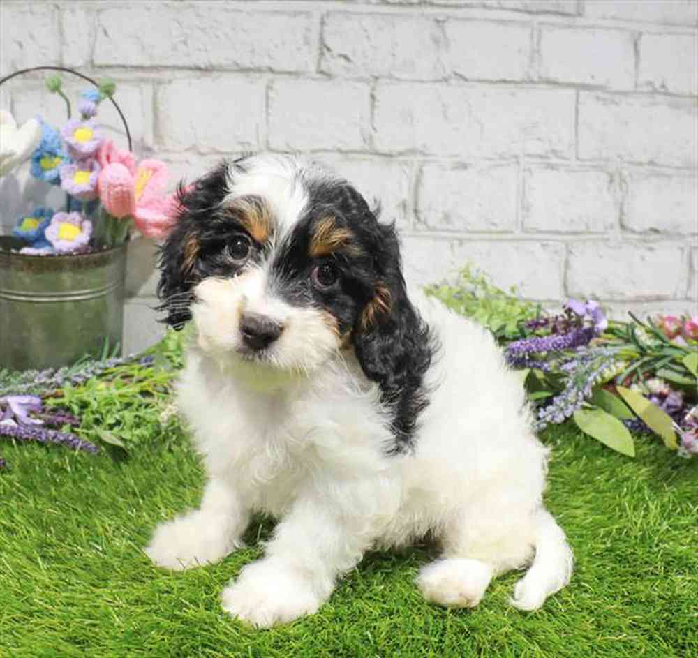 carousel pet images