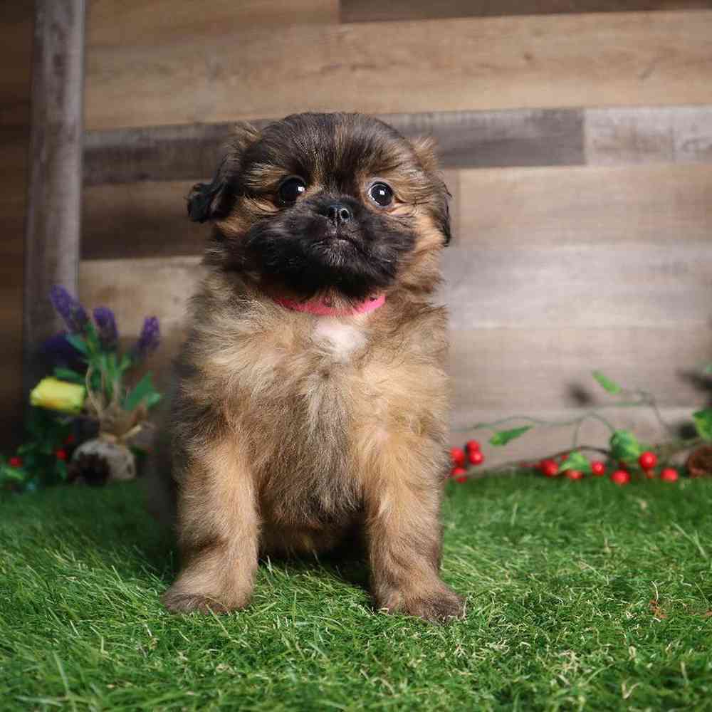 carousel pet images