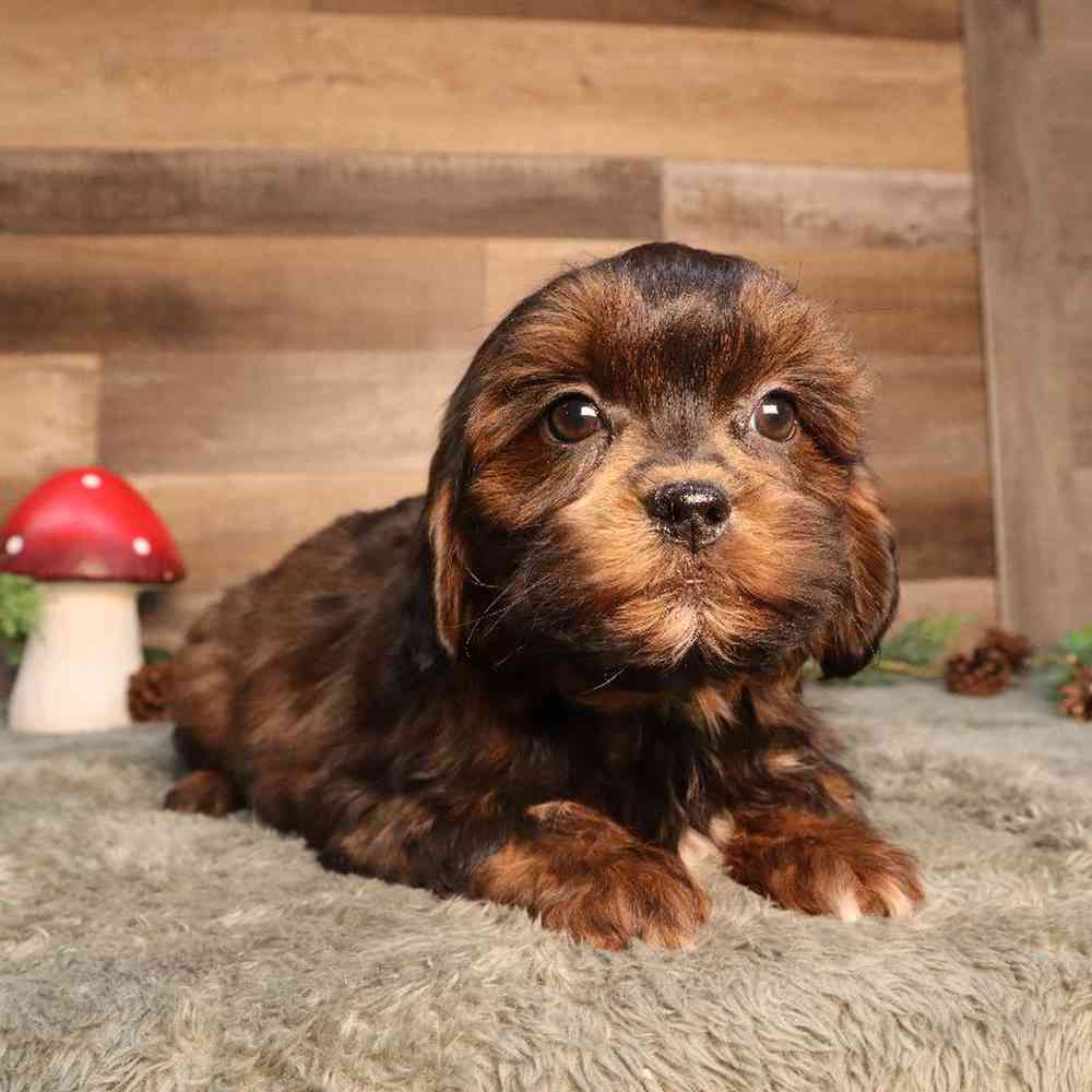 Shipoo Puppy for sale - Four Paws and a Tail