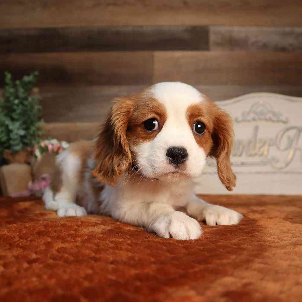 Male Cavalier King Charles Spaniel Puppy for Sale in Blaine, MN