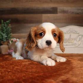 Cavalier King Charles Spaniel