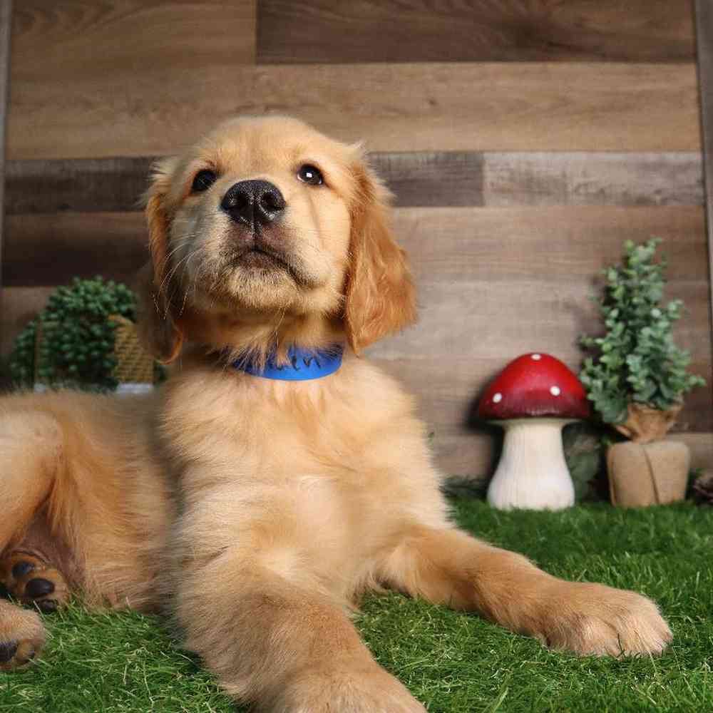 Male Golden Retriever Puppy for Sale in Blaine, MN