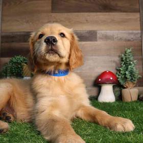 Golden Retriever