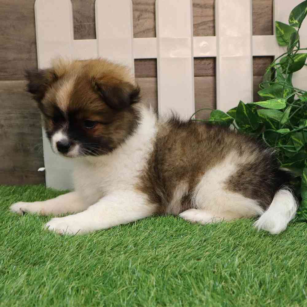 Male Pomachon Puppy for sale