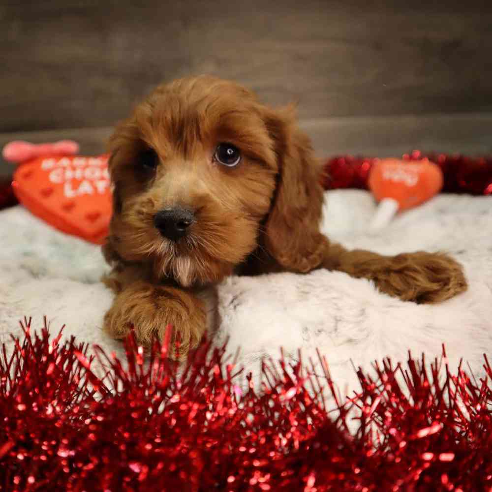 Female Cavapoo Puppy for Sale in Blaine, MN