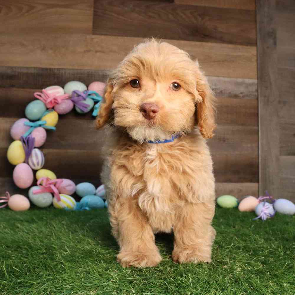 Cute Cockapoo Dogs