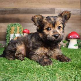 Shorkie