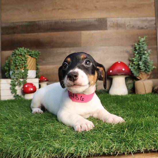 Roxy