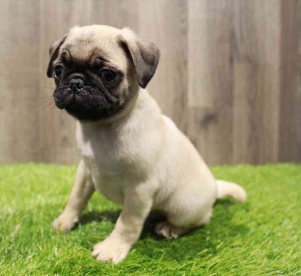 carousel pet images