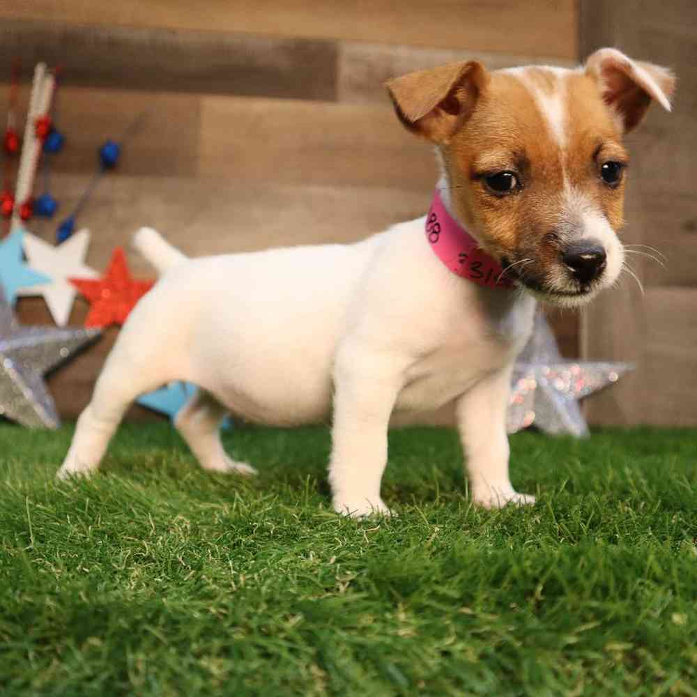 carousel pet images
