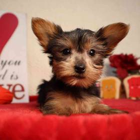 Yorkshire Terrier