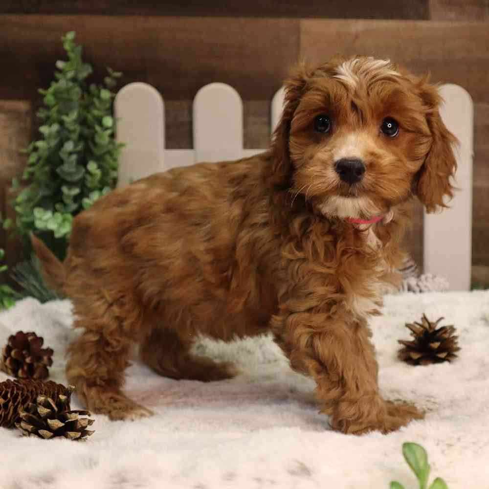 carousel pet images