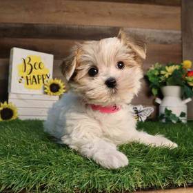 Morkie