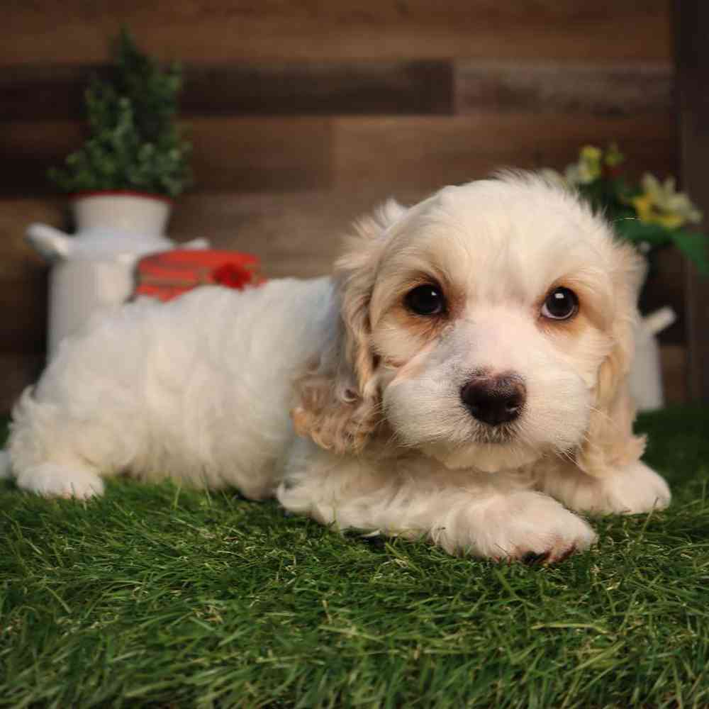 carousel pet images