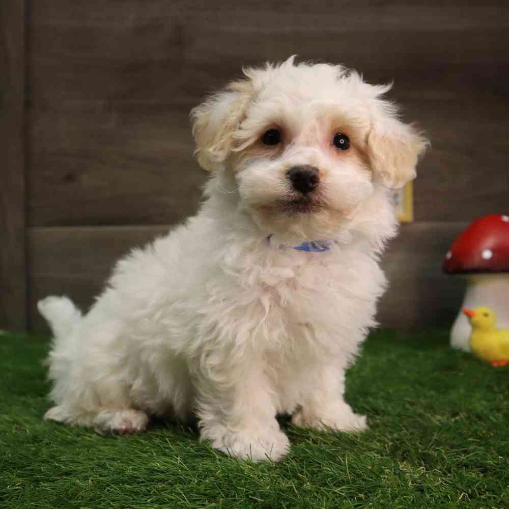 Male Bichon Frise Puppy for Sale in Blaine, MN