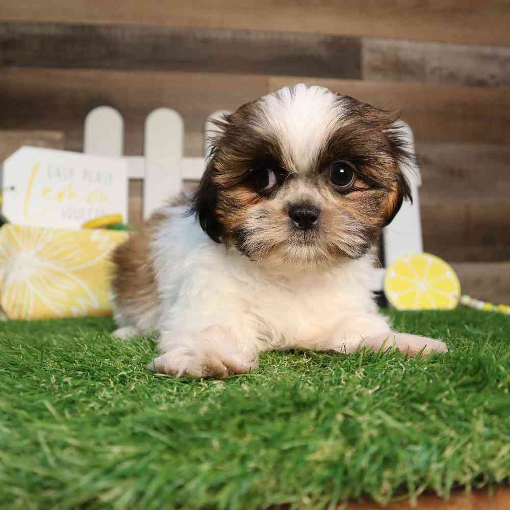 carousel pet images