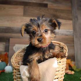Yorkshire Terrier