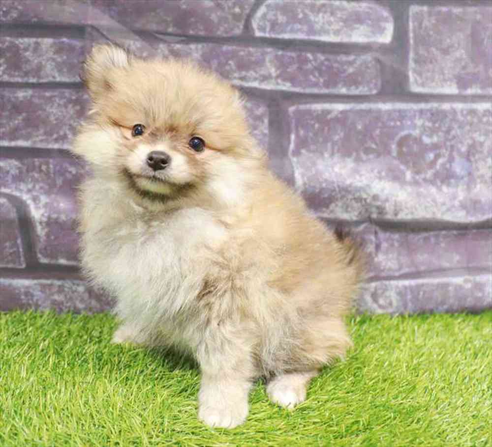carousel pet images