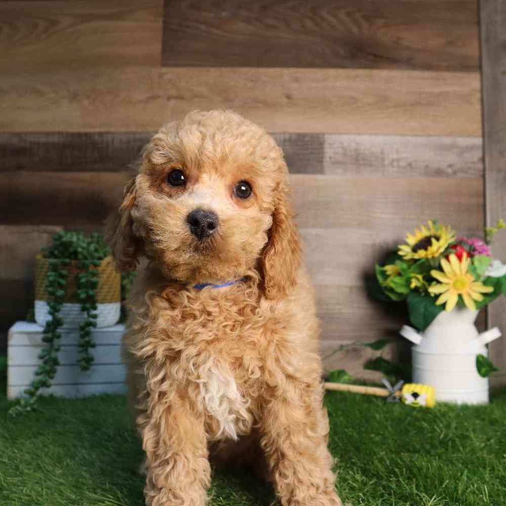 carousel pet images