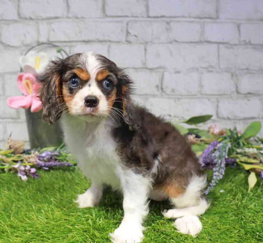 carousel pet images