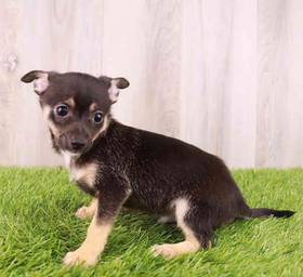 Chihuahua