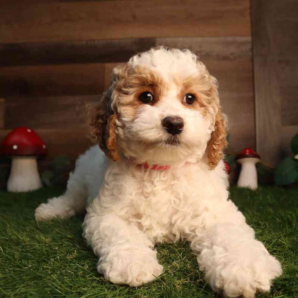 Image of a pet breed in the gallery