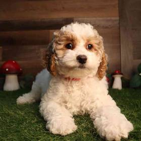 Cockapoo