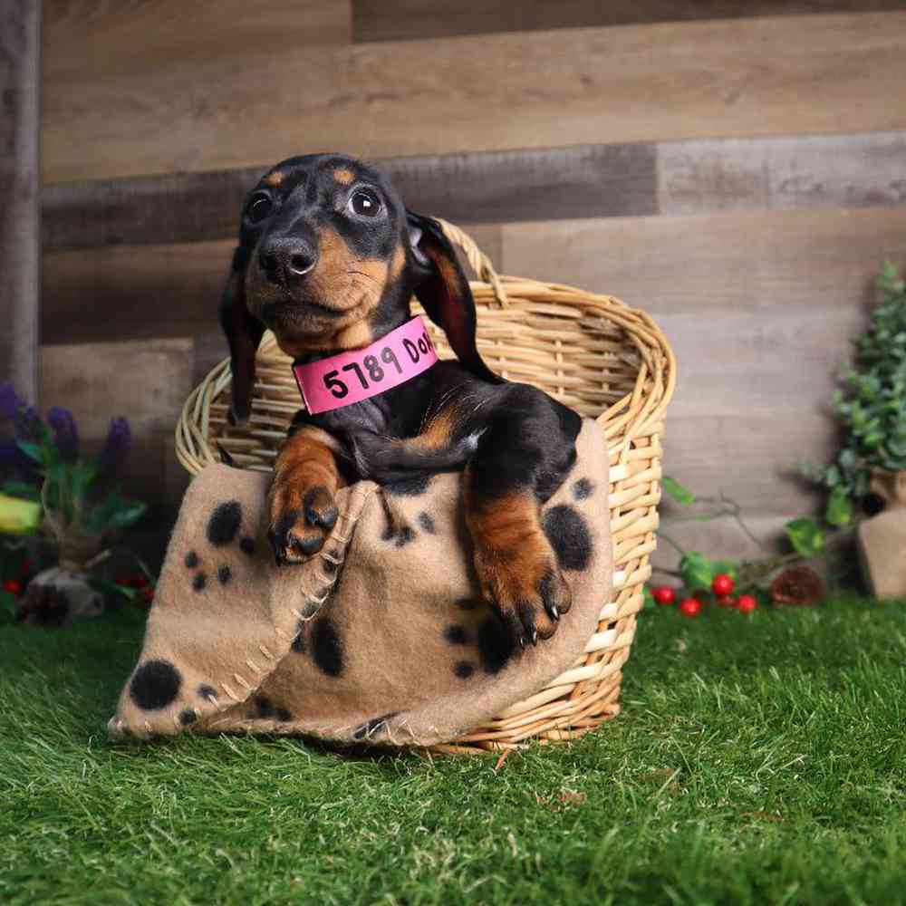 carousel pet images